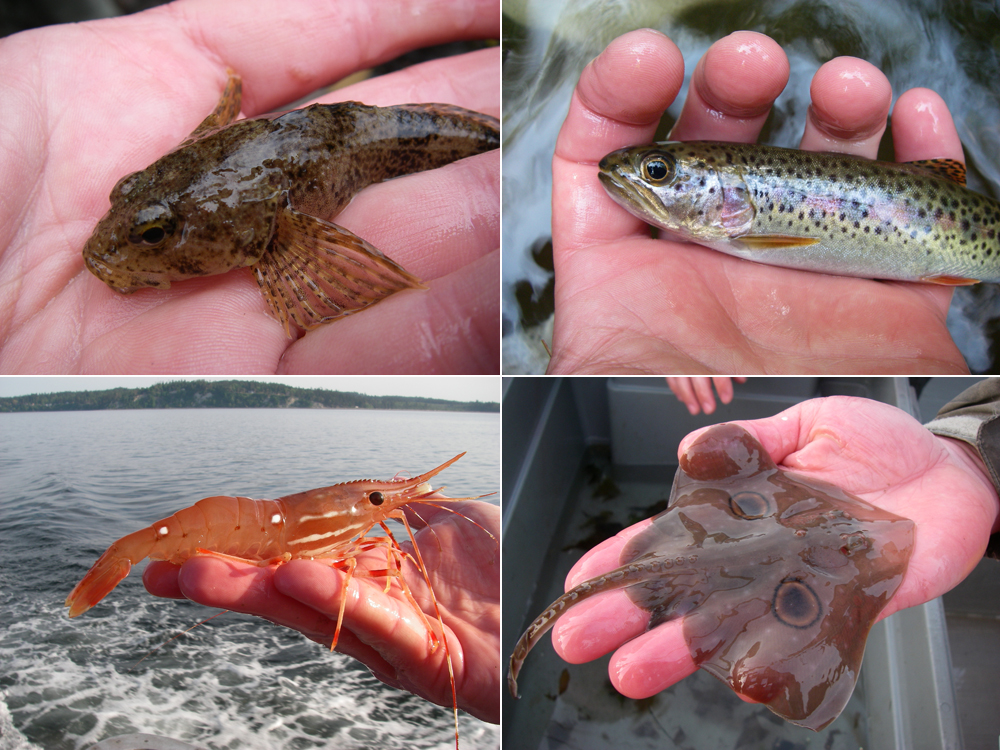 312Compiled_specimens | Salmon Science